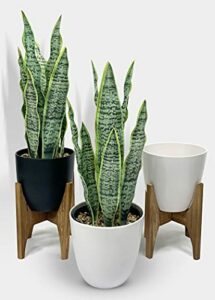 Auelife Artificial Snake Plants 2PCS 26-INCH Fake Snake Plants with Wood Stand Tall Faux Snake Plants (Extra Include 2PCS White Imitation Ceramic Pots) Perfect for Home Garden Office Store Decoration